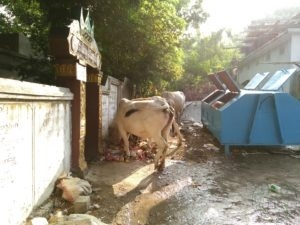 Trash container with cows eating from trash